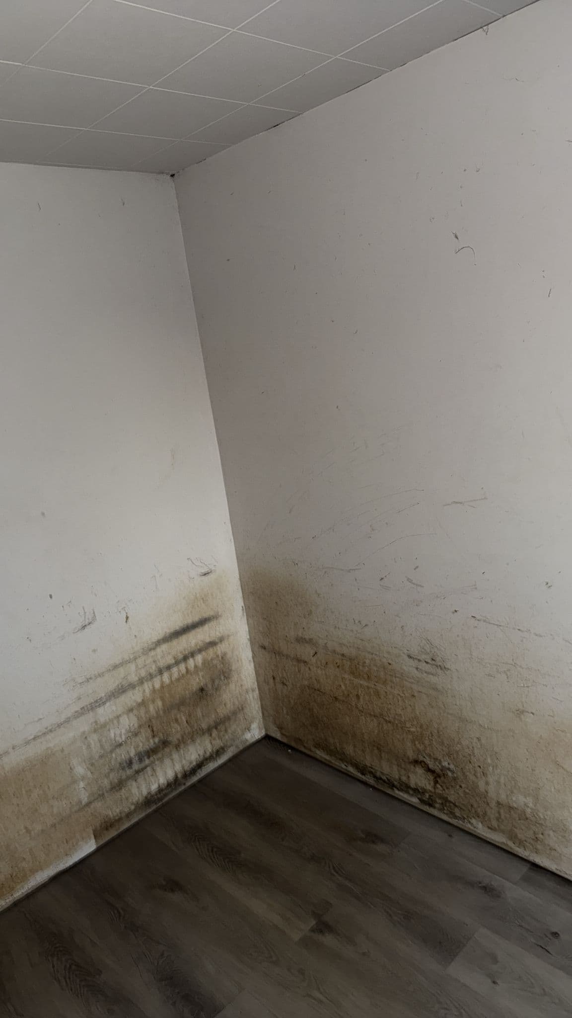 Dirty room corner with white walls showing heavy brown stains above dark wood floors.
